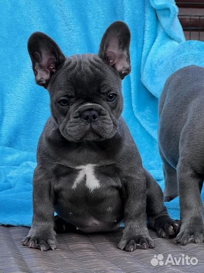 Французский бульдог голубой
