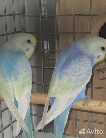 Волнистые попугаи