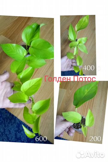 Сциндапсусы, эпипремнумы