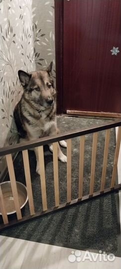 Маламут+дворняга