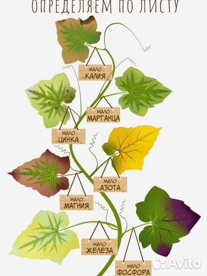 Растения в детскую комнату