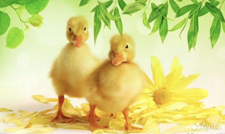 Утята Черри Велли