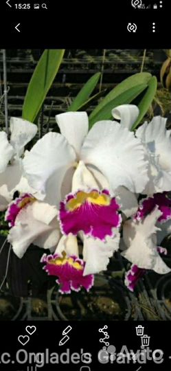 Каттлея -орхидея