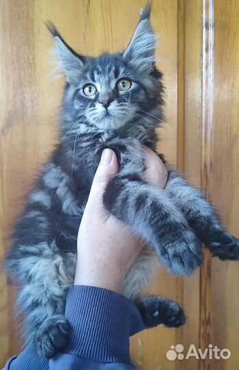 Котёнок мейн-кун