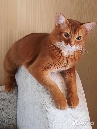 Сомалийские котята