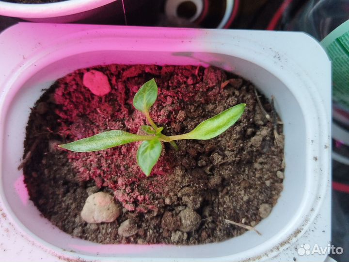 Рассада острого перца