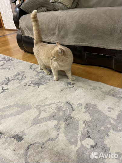 Найдена кошка