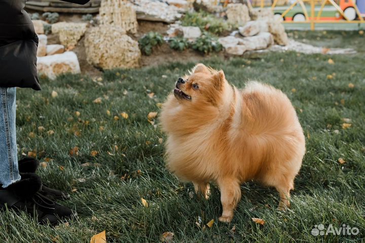 Немецкий шпиц вязка