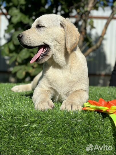 Щенки лабрадора