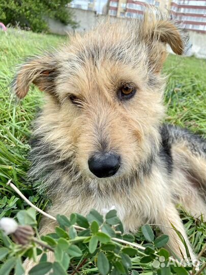 Ищет дом не крупный пёсик Графф