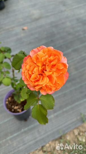 Туя западная смарагд