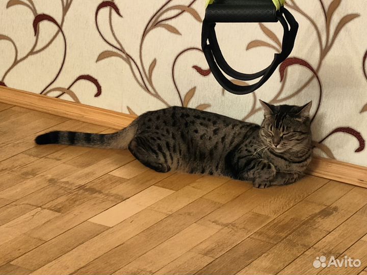 Кошки бесплатно