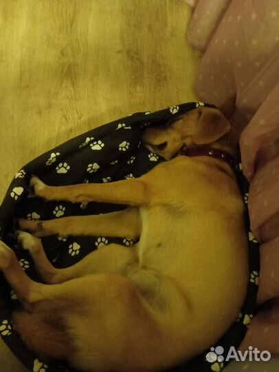 Собака в добрые руки отдам бесплатно