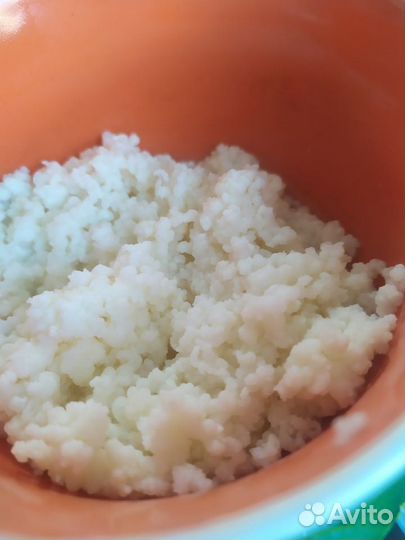 Тибетский молочный гриб