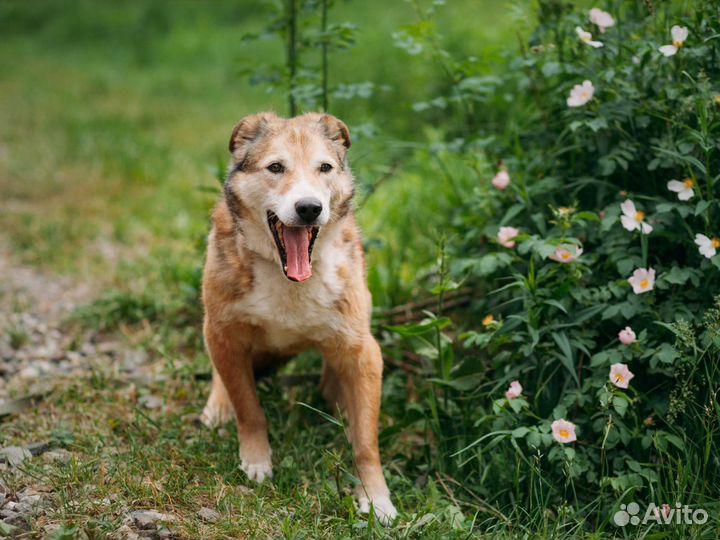Золотой мальчик среднего роста в добрые руки