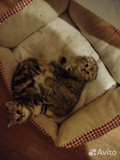 Продаются шотландские котята. К лотку приучены