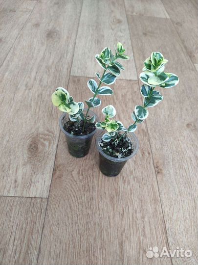 Комнатные растения. часть 2