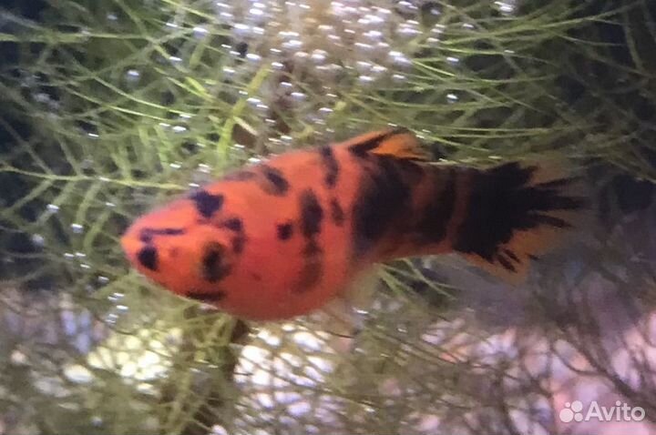 Перистолистник красностебельный