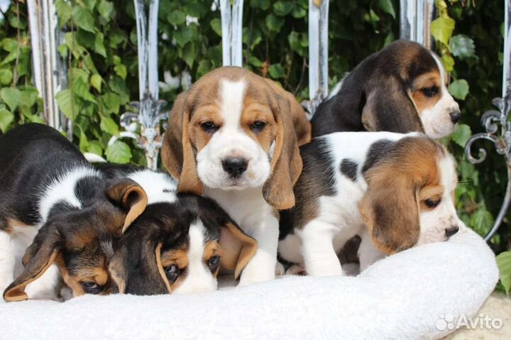 Бигль щенки
