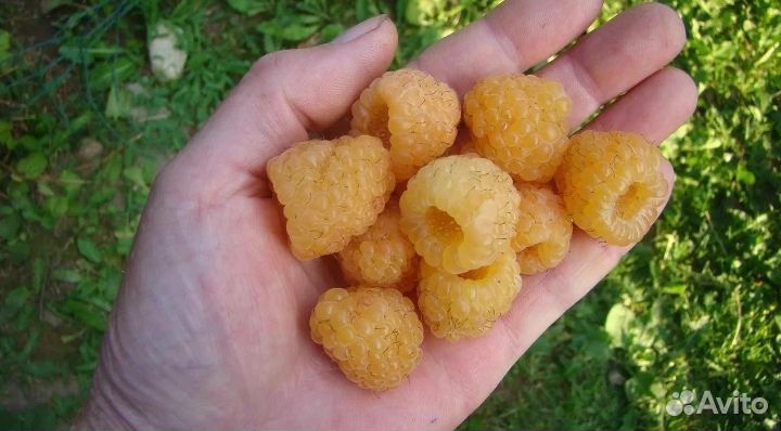 Саженцы малины, крыжовника