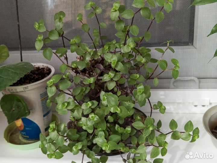 Коллизия -домашнее растение