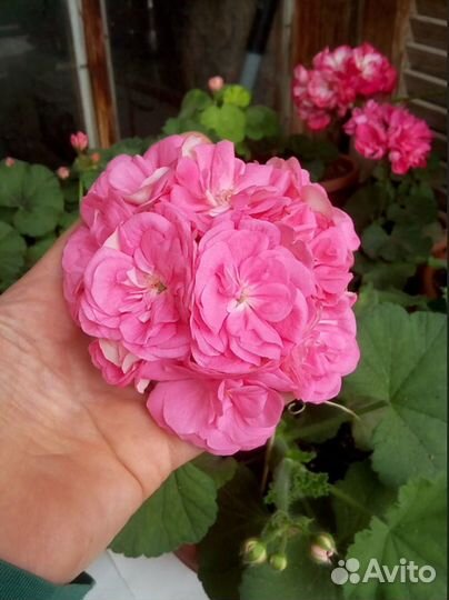 Пеларгония герань Мара Чаровница