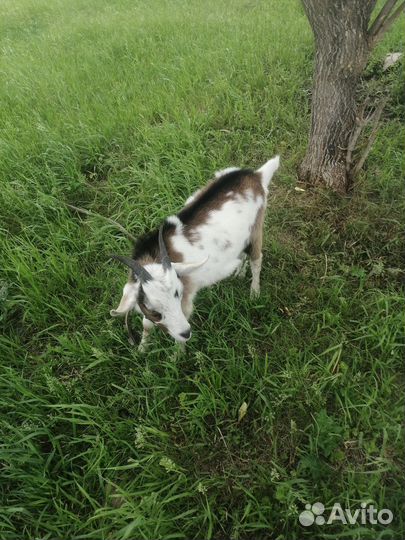 Продам козочку Альпийской породы