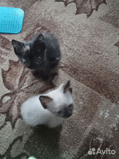 Кошка в дар бесплатно