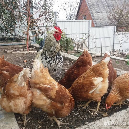 Куры несушки с доставкой