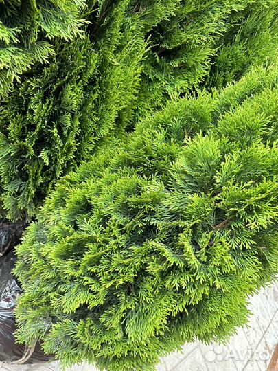 Туя смарагд