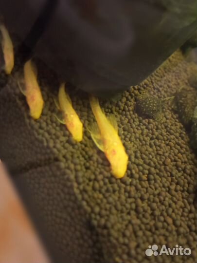 Сомики анциструсы