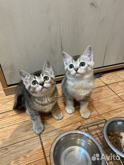 Шотландские котята