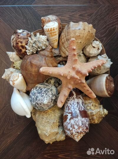 Набор ракушек