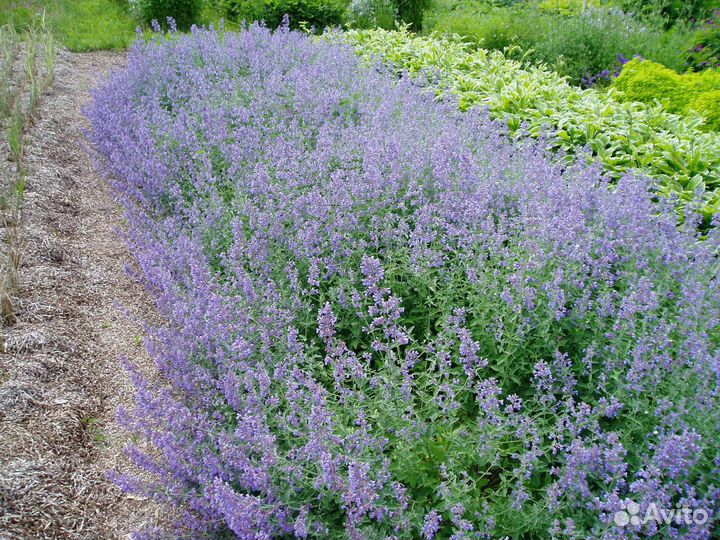 Котовник фассена сикс хиллз гиант