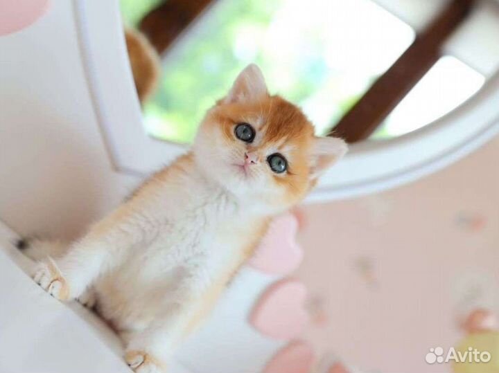 Британская золотая шиншилла ny 12