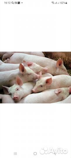 Поросята