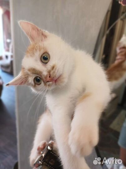 Кошки бесплатно