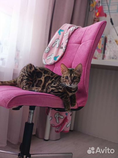 Бенгальский кот и две малышки девочки