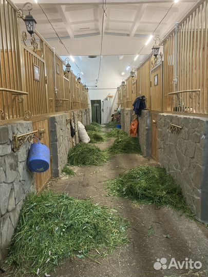 Постой в конюшне, аренда денника