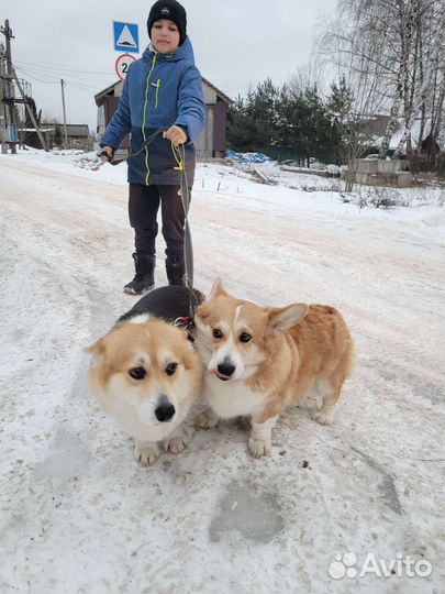 Собака