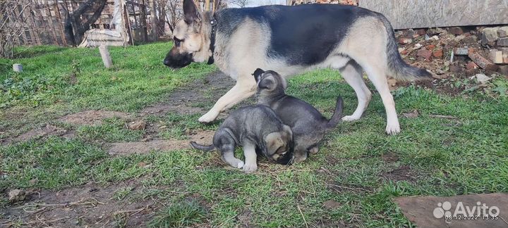 Щенки Восточно-европейская овчарка