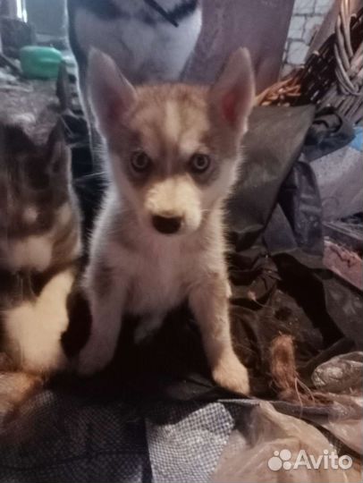 Сибирский хаски