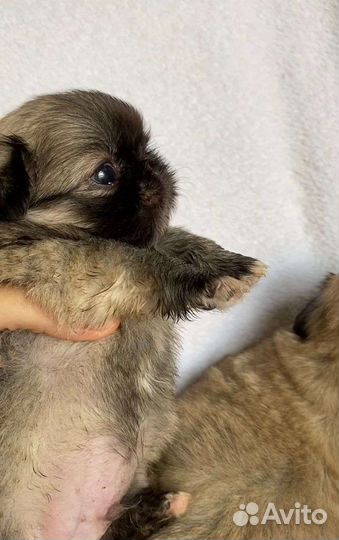 Мини пекинес