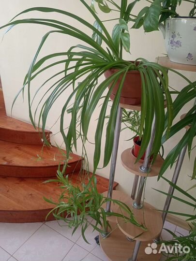 Хлорофитум