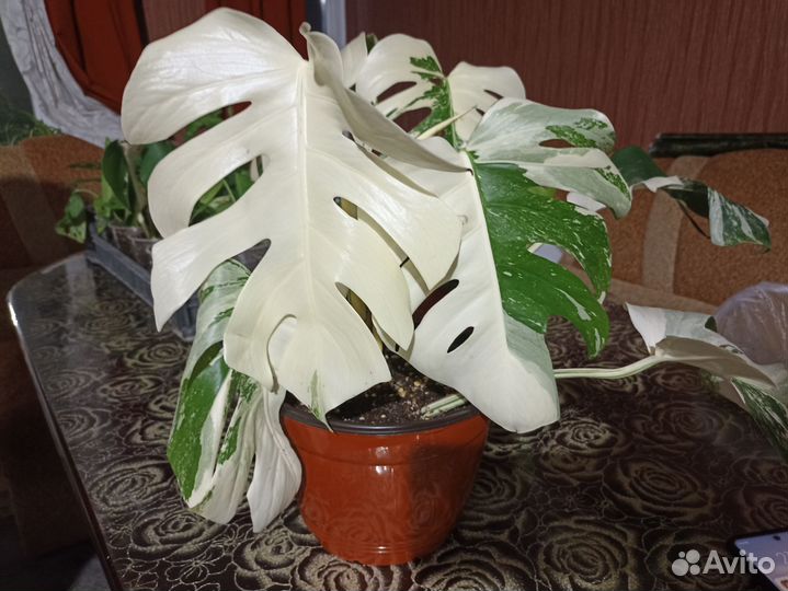 Монстера альба