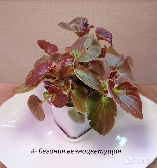 Бегонии разные