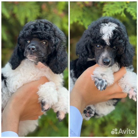 Пудель арлекин РКФ