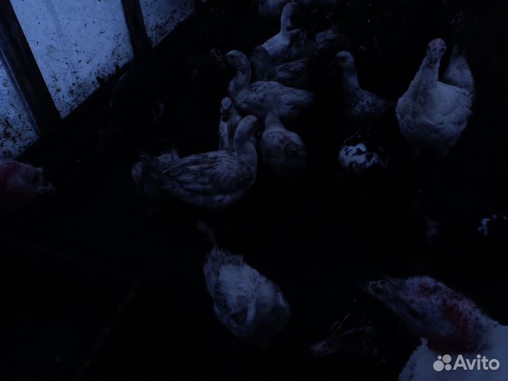 Мускусные утки