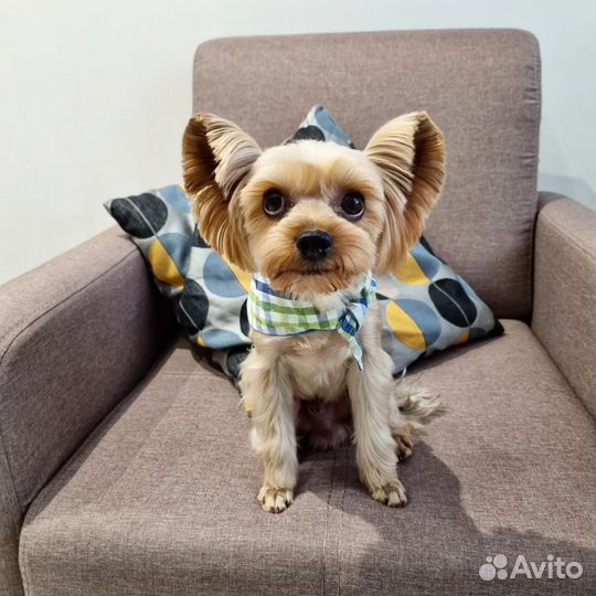 Стрижка собак и кошек