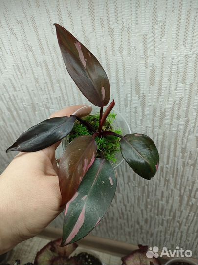 Филодендрон Розовая принцесса